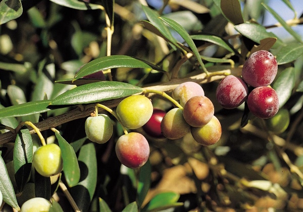 Beneolive Extra Virgin Olive Oil